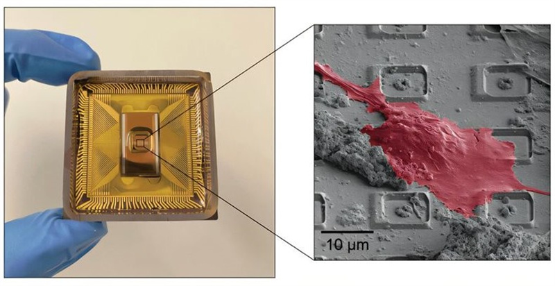 Harvard Researchers Achieve Major Breakthrough in Neuronal Mapping with New CMOS Chip